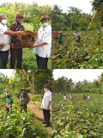 Peninjauan hasil panen kacang hijau oleh Dinas Pertanian dan Pangan Kabupaten Gunungkidul